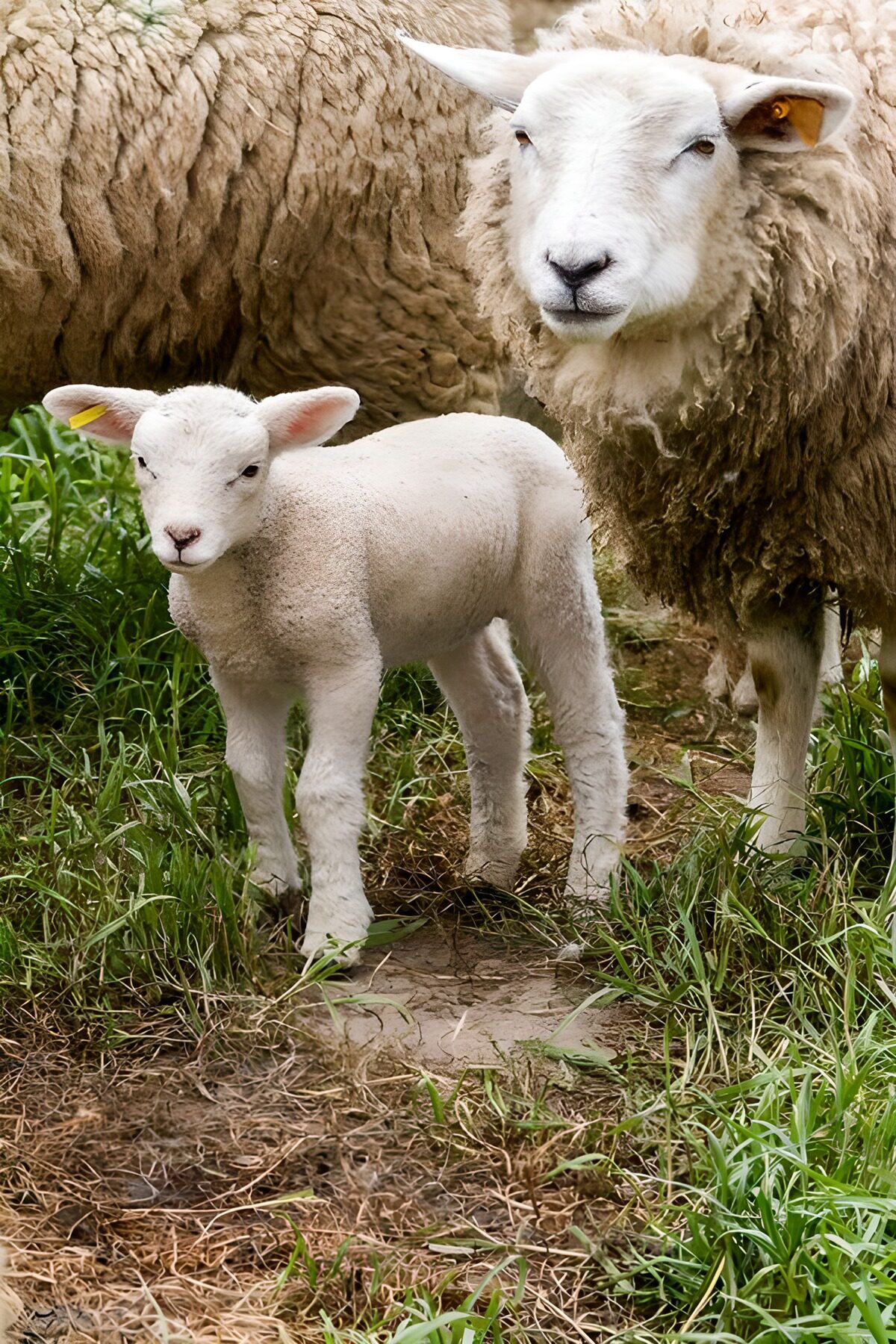 Wit lam naast een wollig schaap