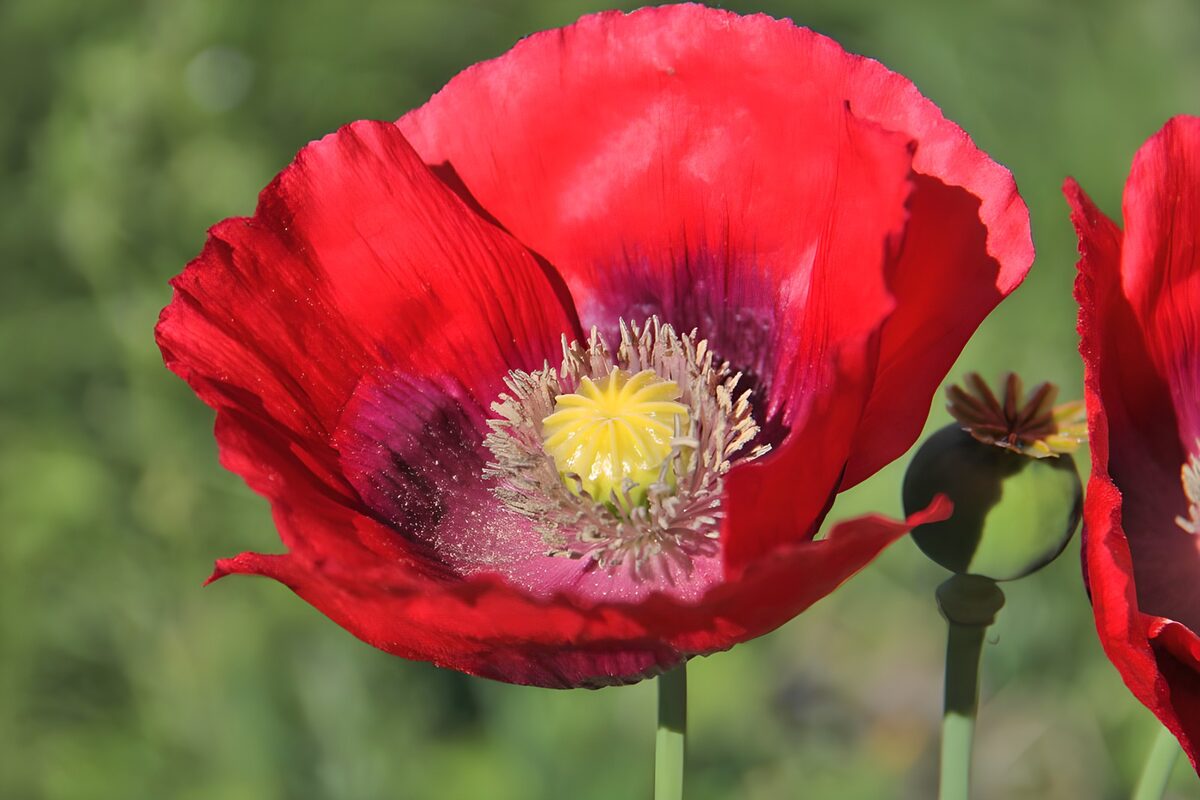 Rode papaver met groene zaaddoos