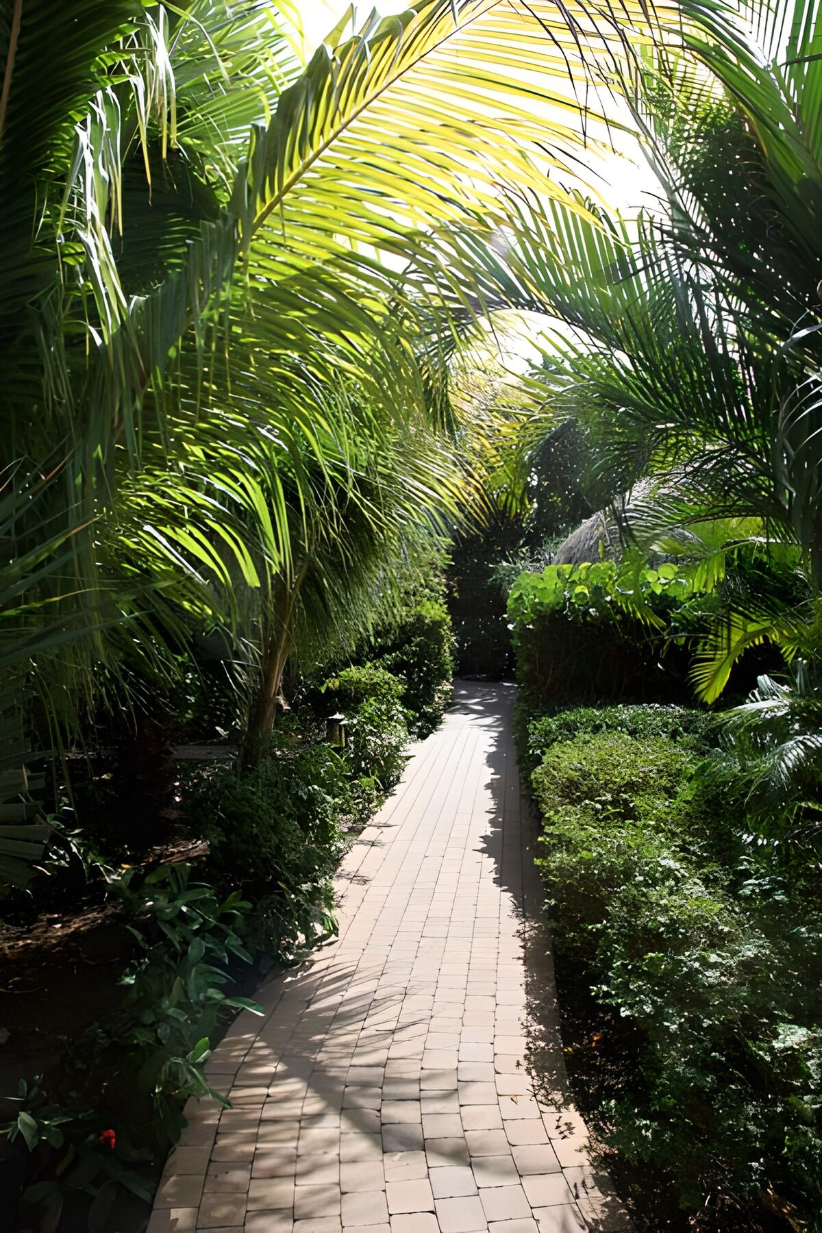 Zonnig tuinpad onder de palmen
