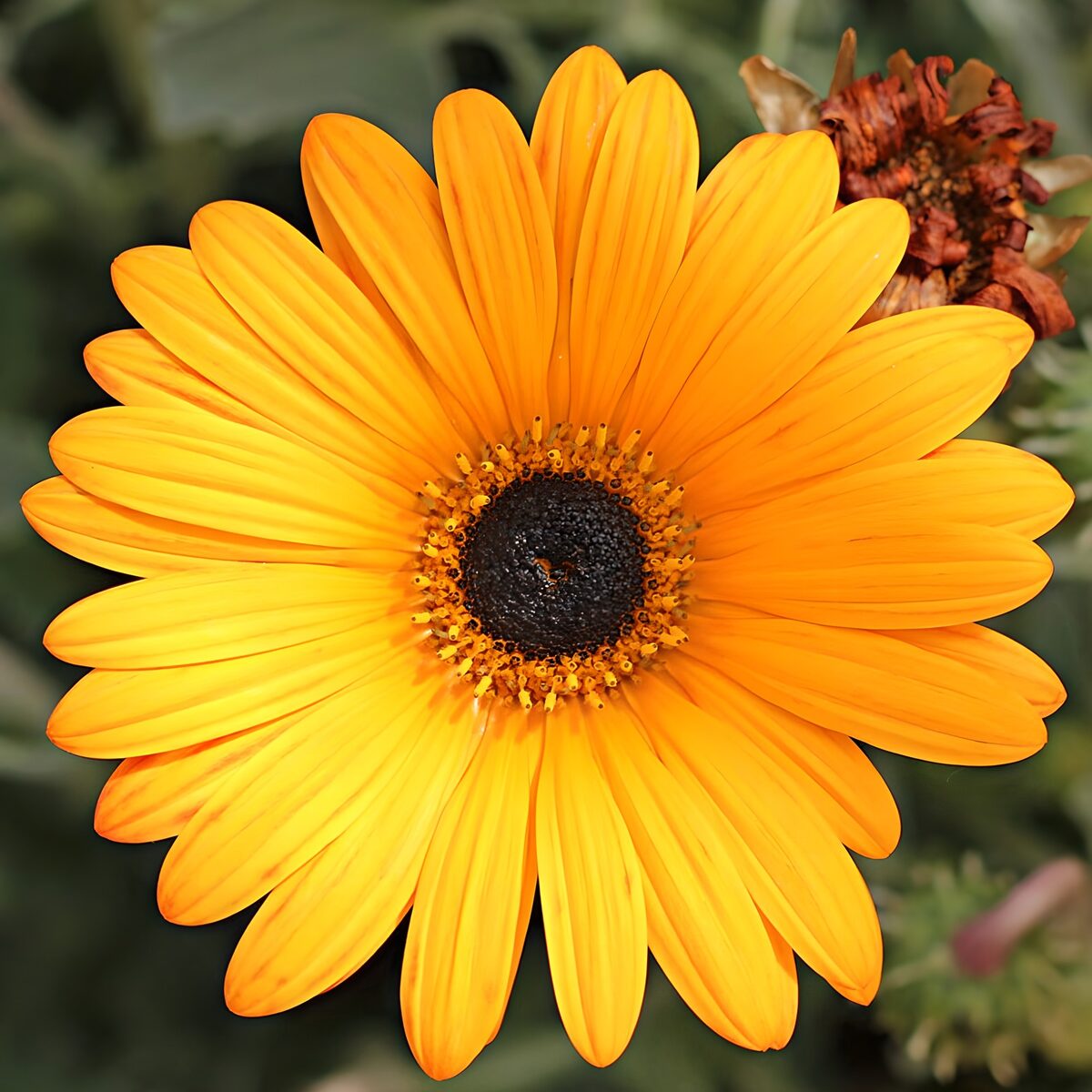 Oranje bloem met een donker hart