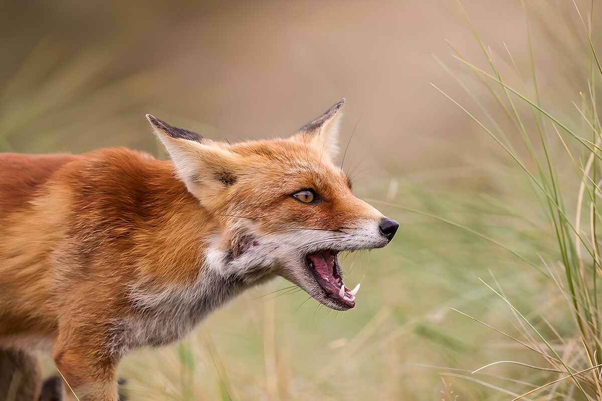 Vos met open bek in het gras