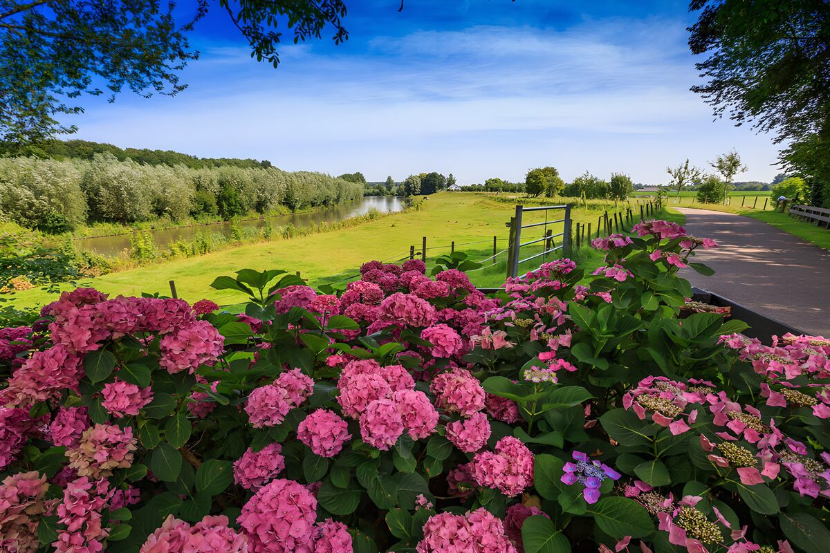 Roze hortensia’s aan het water