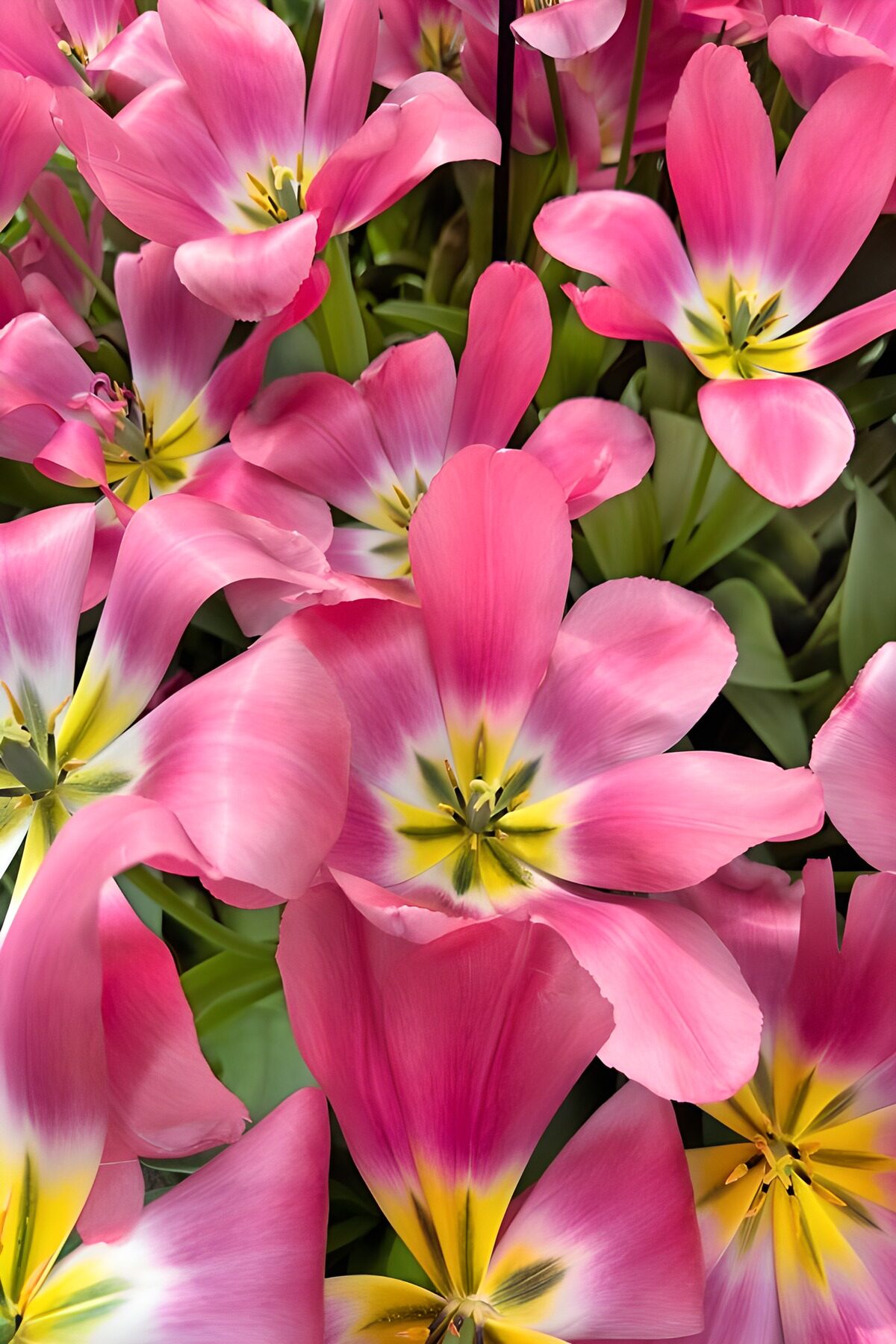 Roze tulpen volop in bloei