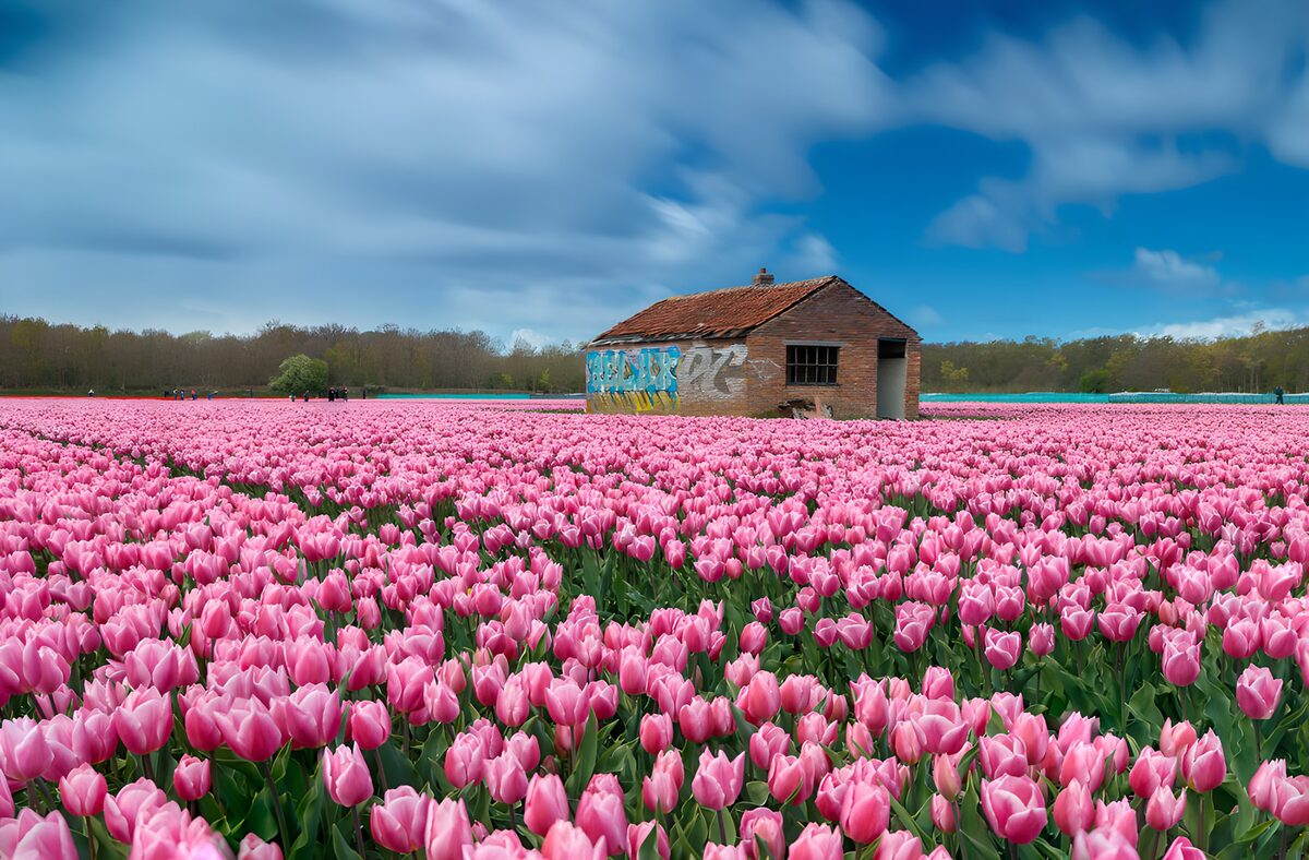 Roze tulpen rond een oude schuur