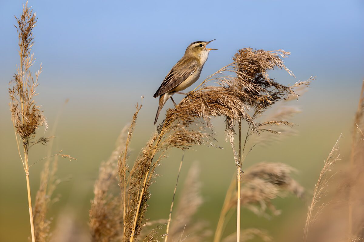Zangvogel op een gouden rietpluim