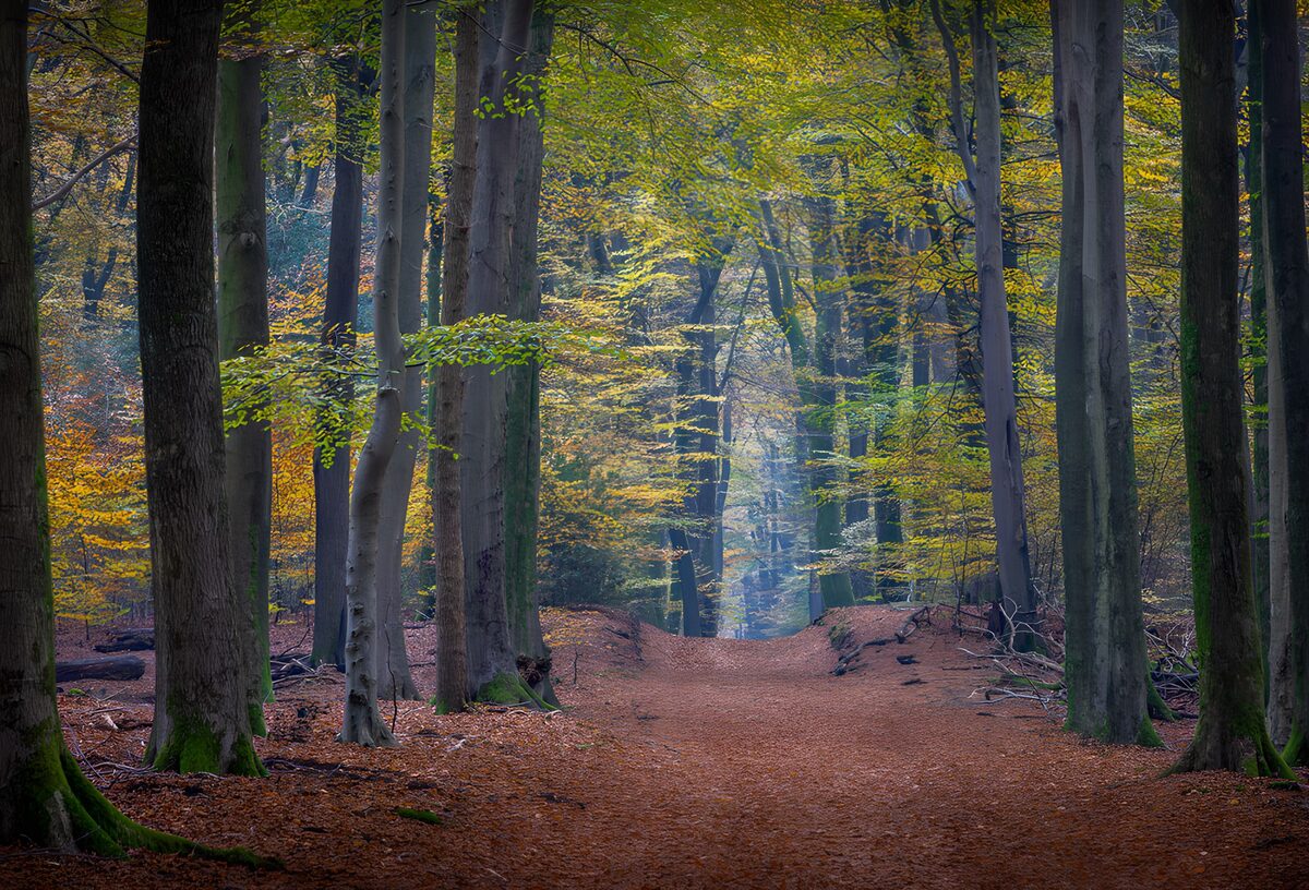 Herfstpad tussen hoge boomstammen