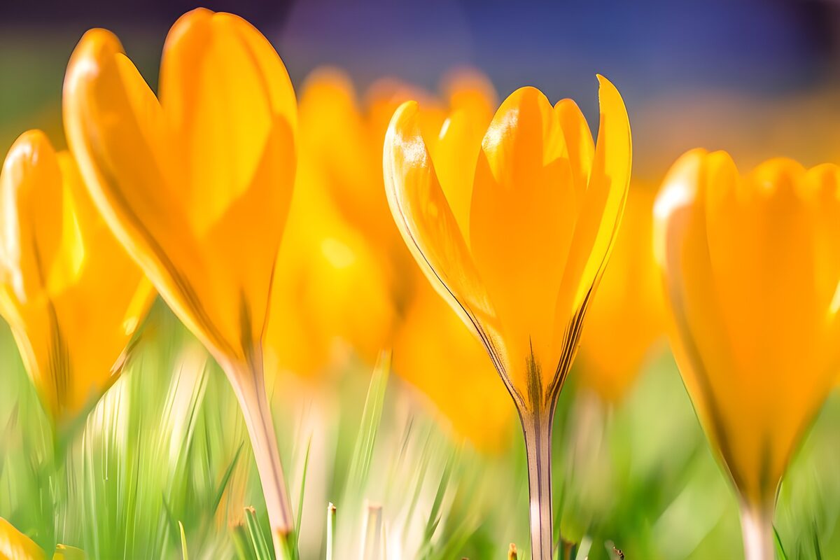 Gele krokussen in warm lentelicht