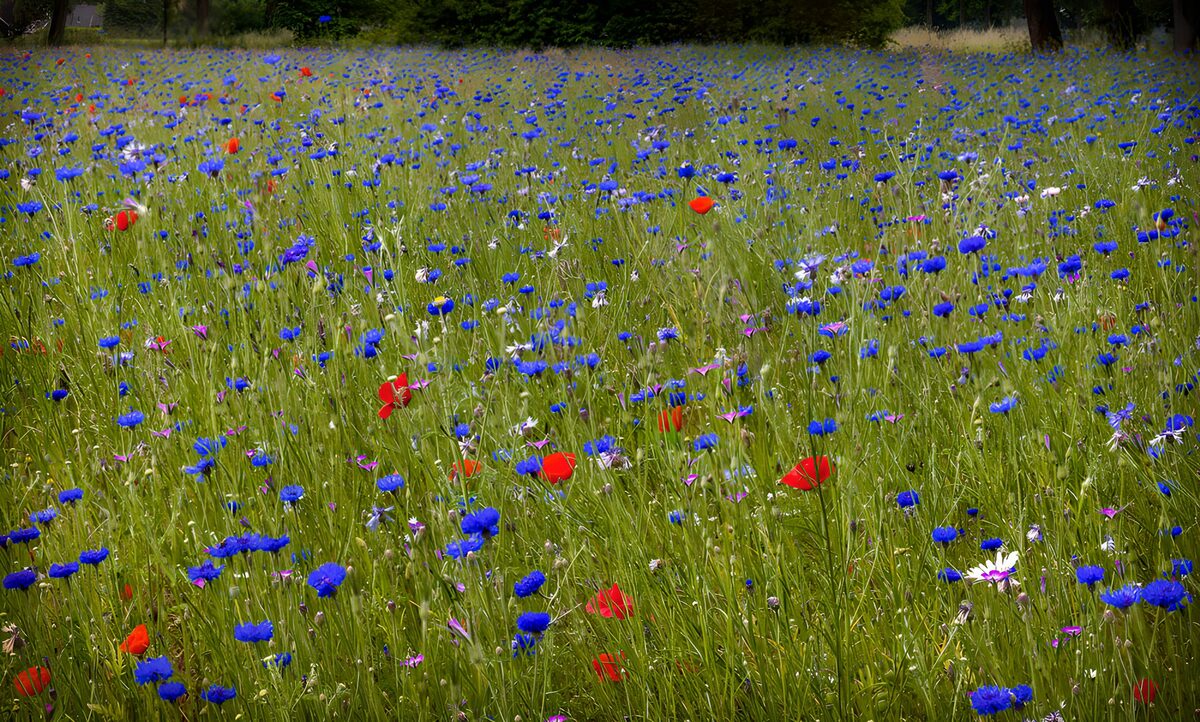 Bloemenweide met korenbloemen en klaprozen