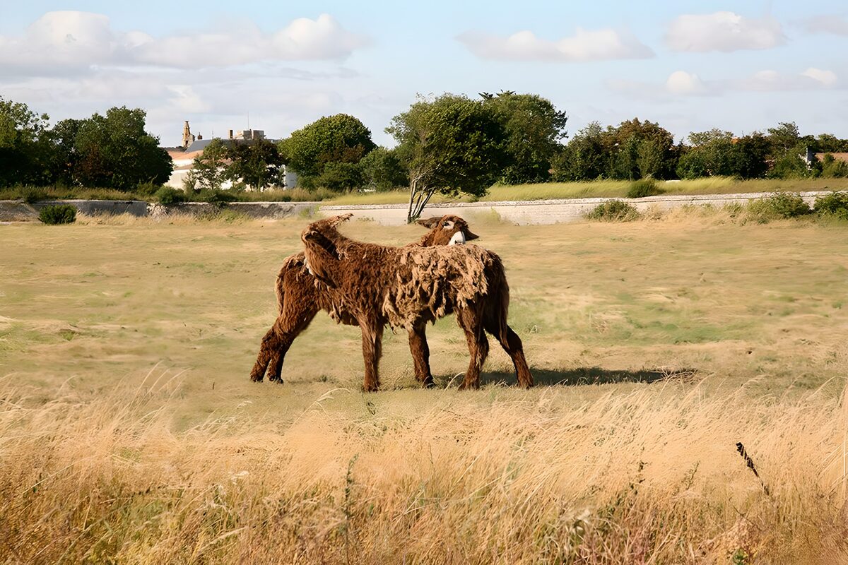 Twee bruine schapen in droog gras