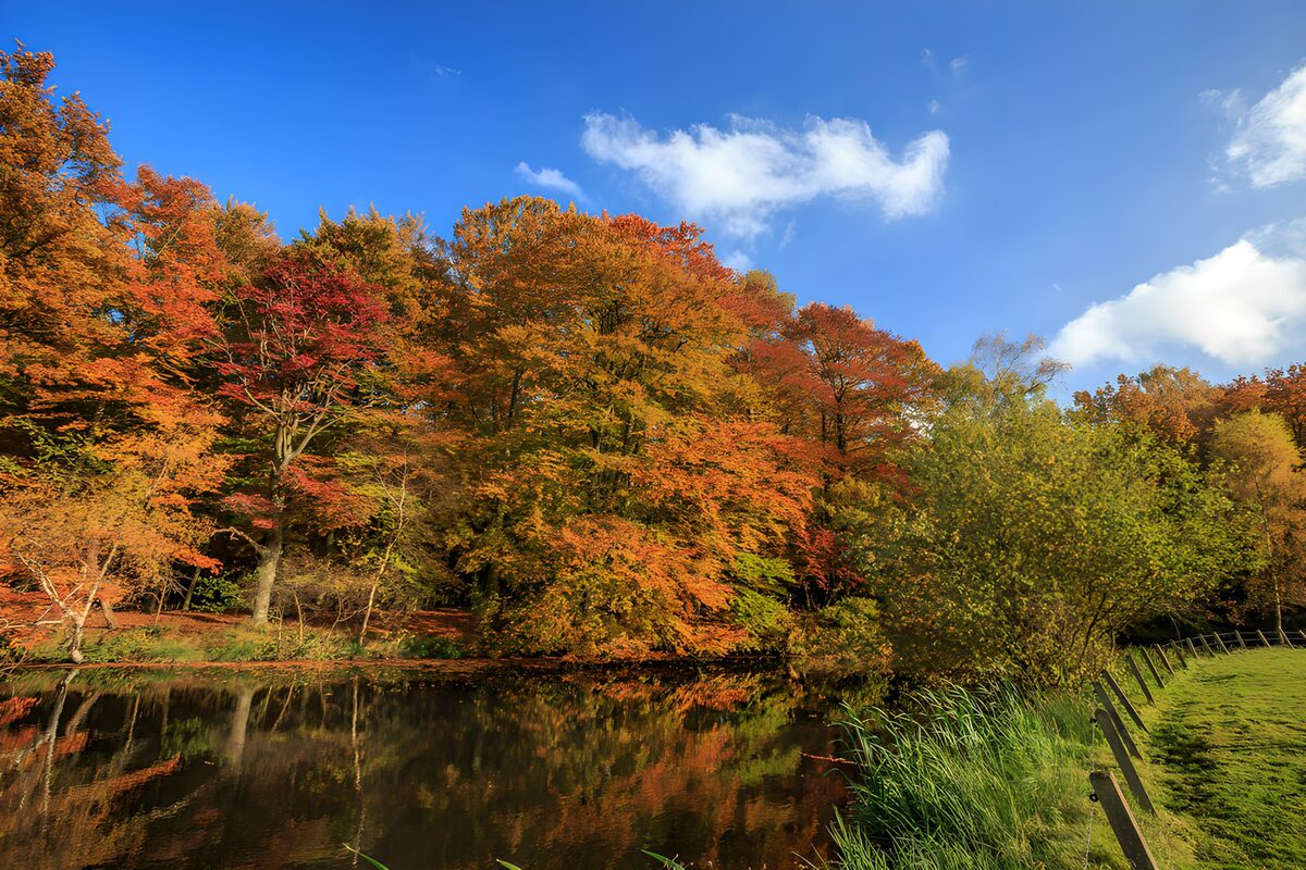 Herfstbomen weerspiegeld in de vijver