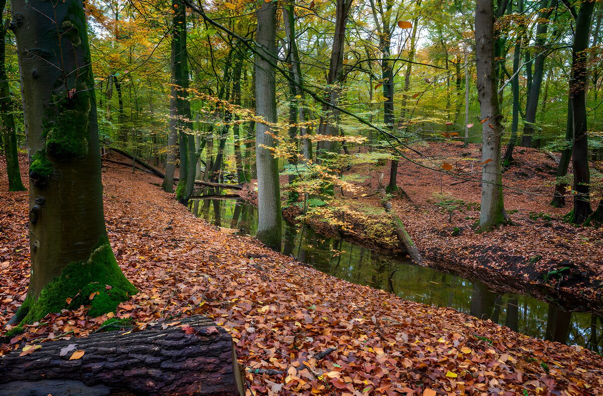 Herfstbos met een stille beek