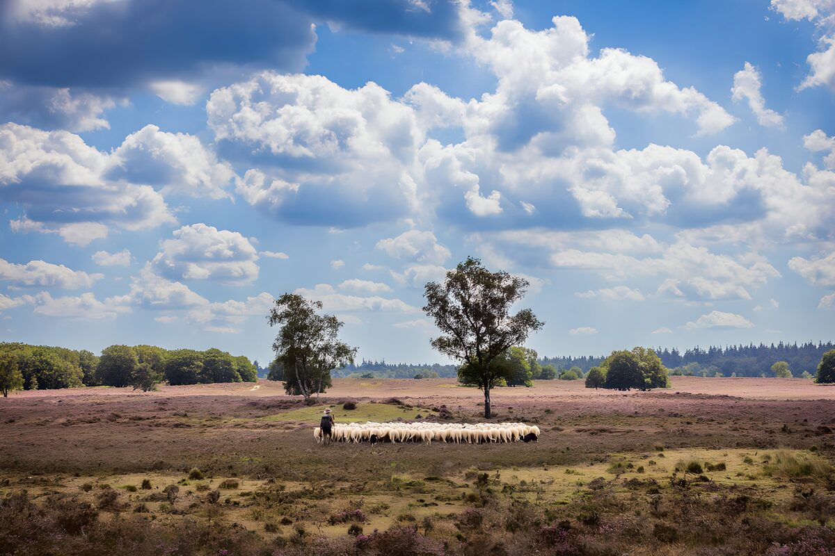 Schapenkudde op de paarse heide