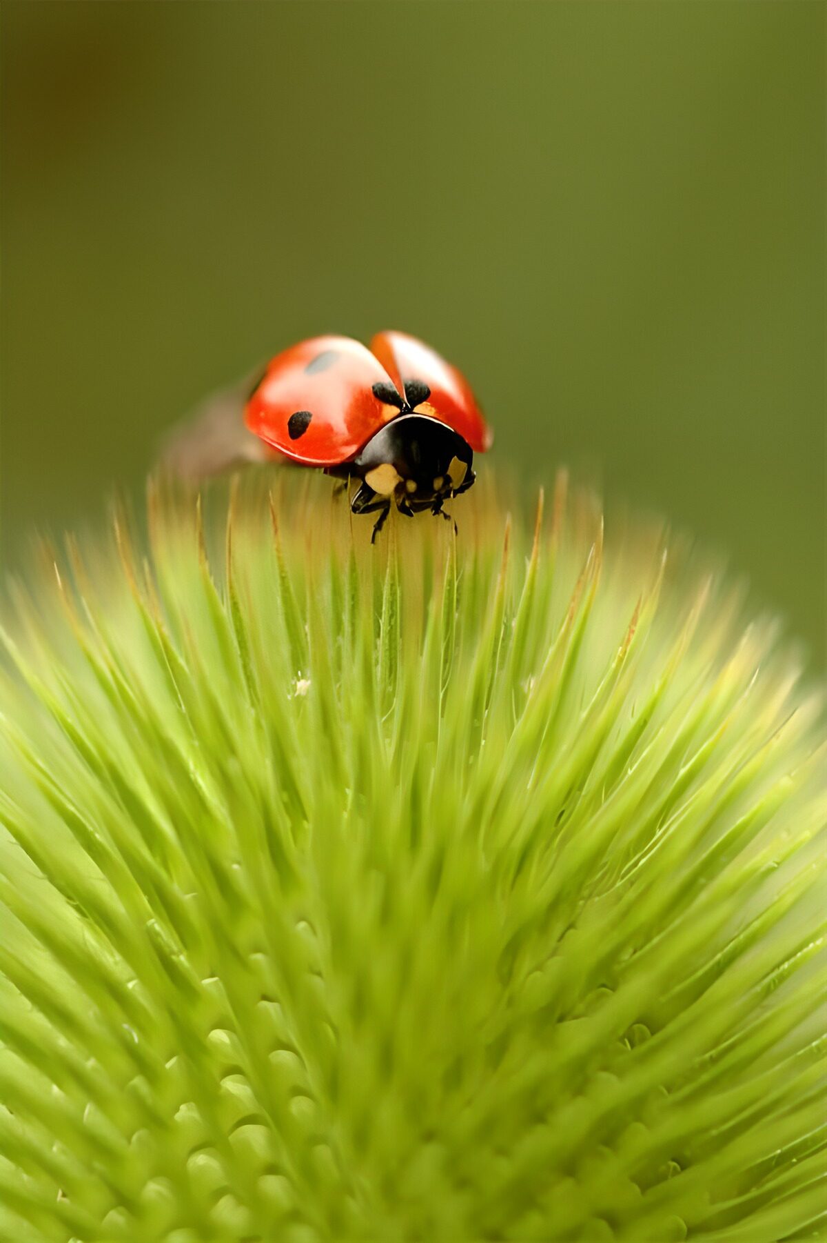 Lieveheersbeestje op groene stekels