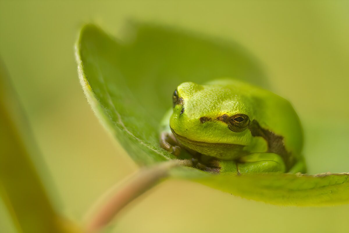 Groene boomkikker op een blad