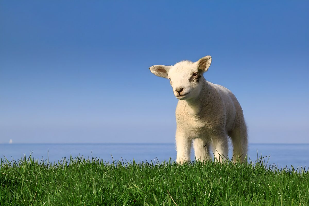 Lam in het gras aan het water
