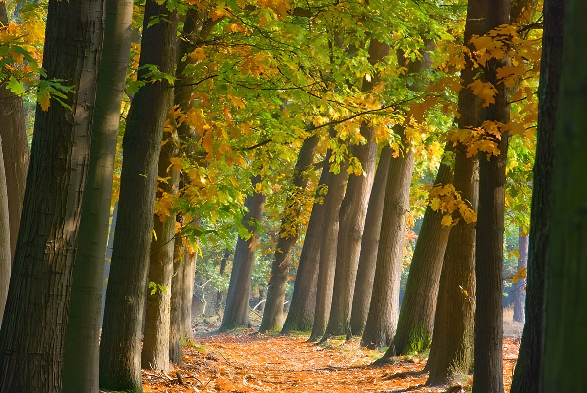 Herfstpad tussen hoge bomen