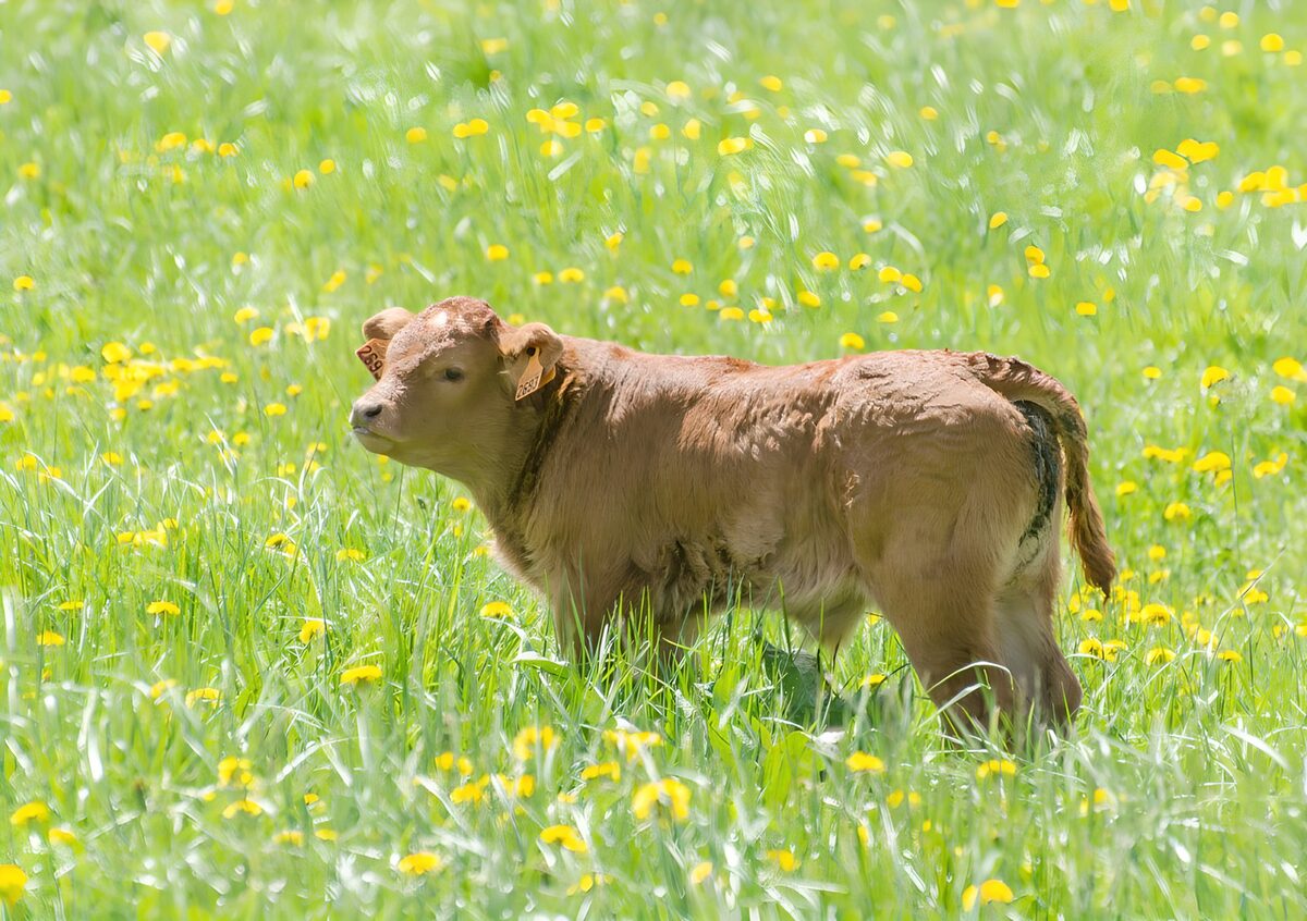 Bruin kalf in een zonnige bloemenweide