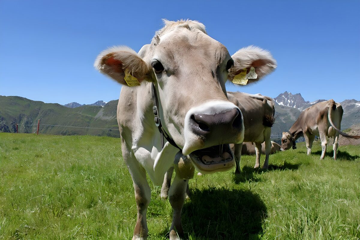 Koe van dichtbij in een zonnige bergweide