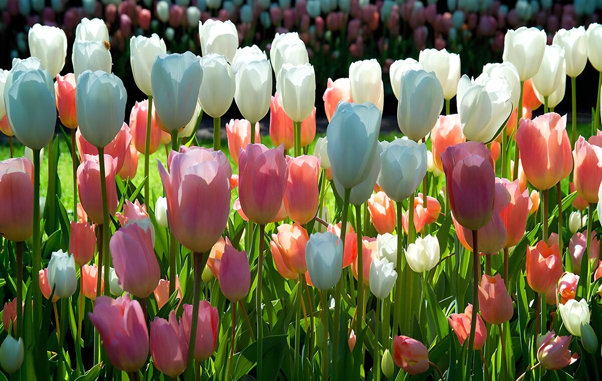 Kleurrijk tulpenbed in de lentezon