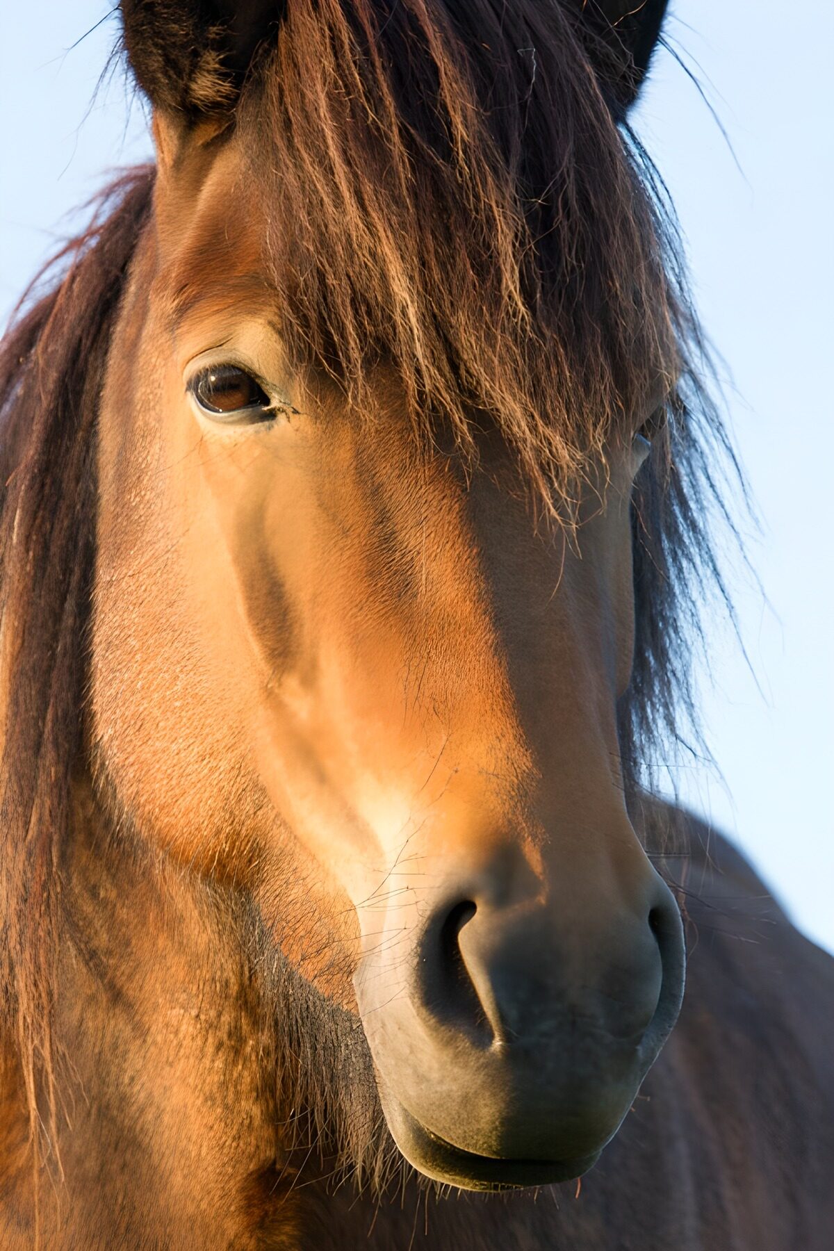 Bruin paard in warm zonlicht