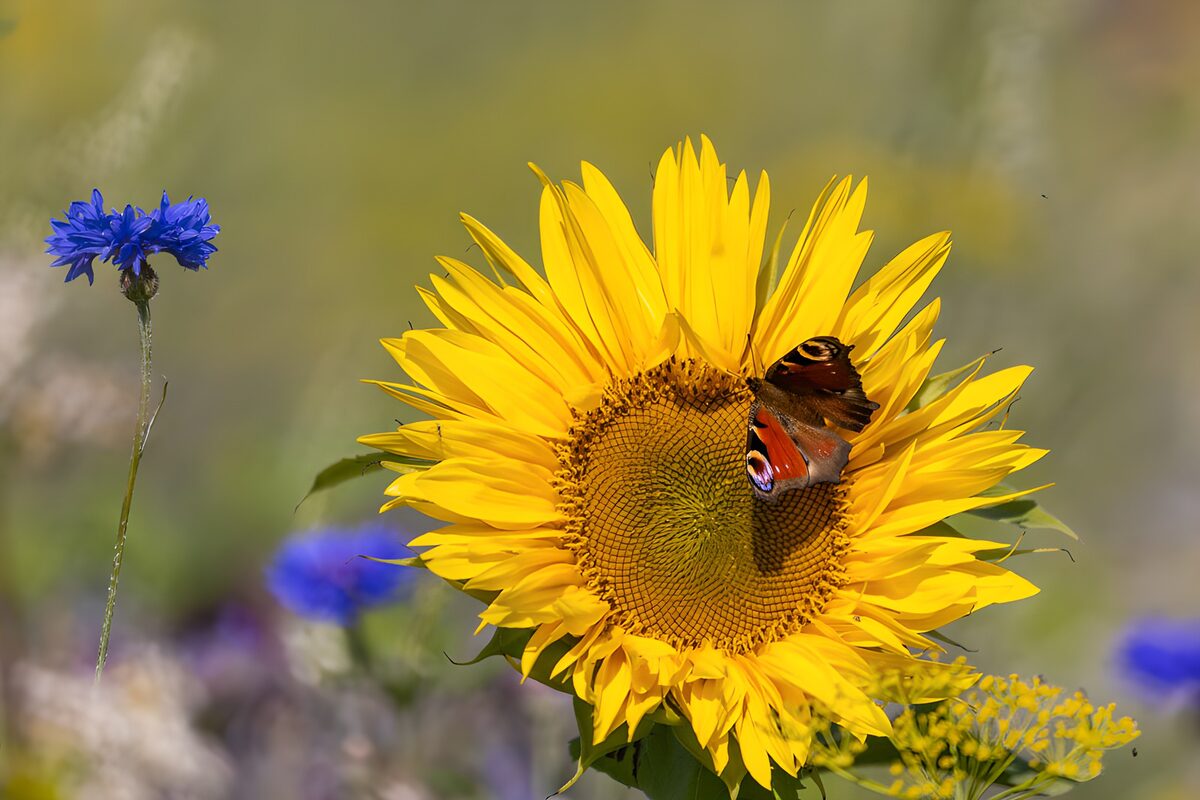 Zonnebloem met dagpauwoog in de zon