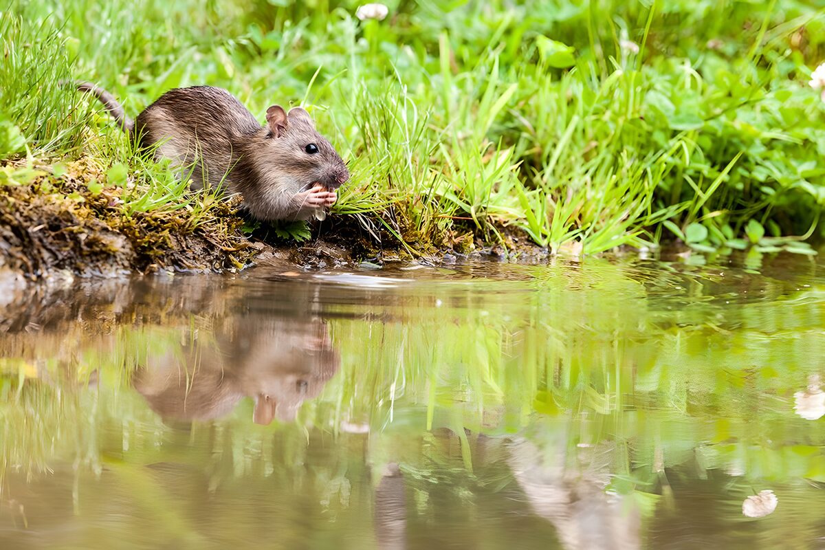 Rat aan de groene waterkant