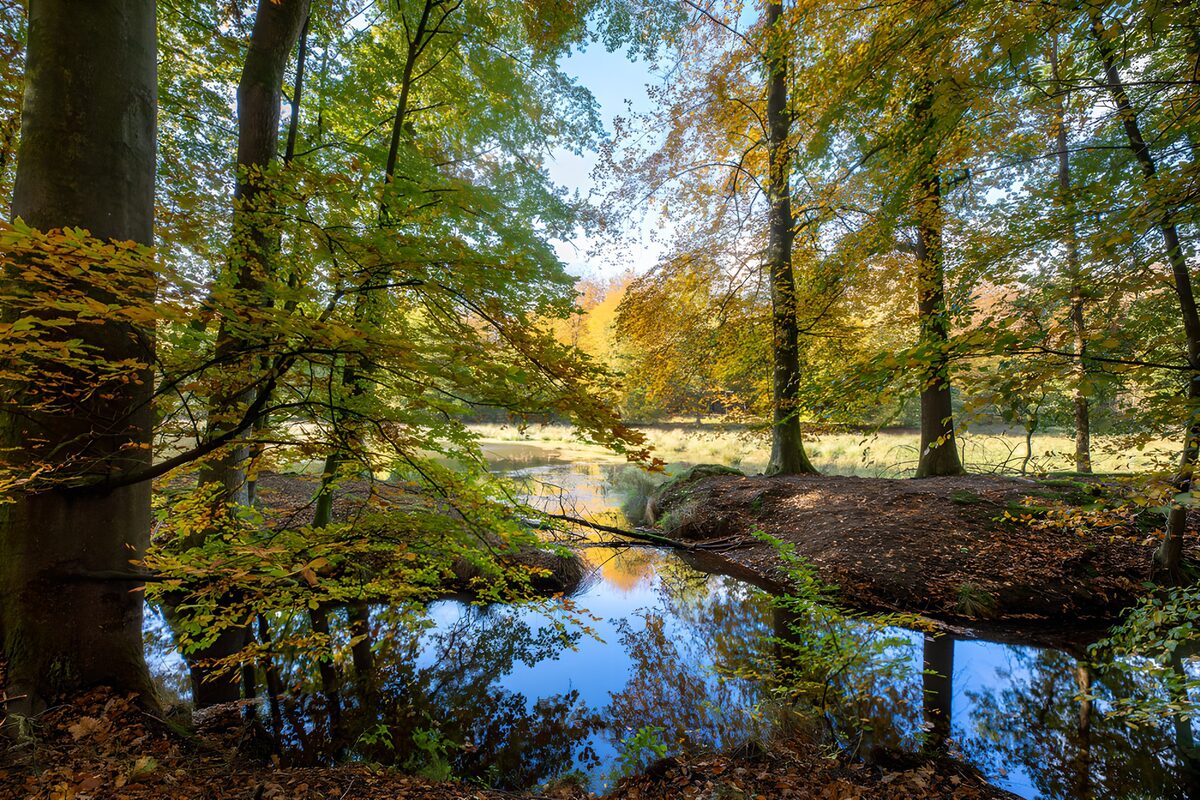 Herfstbomen aan spiegelend water