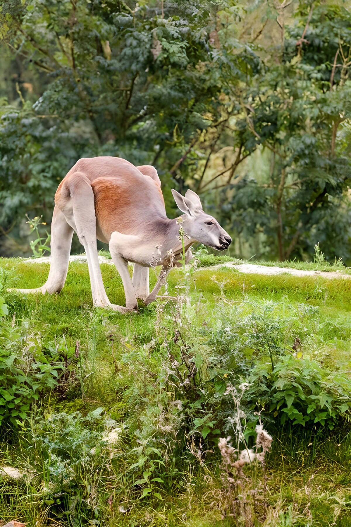 Kangoeroe op een groene helling