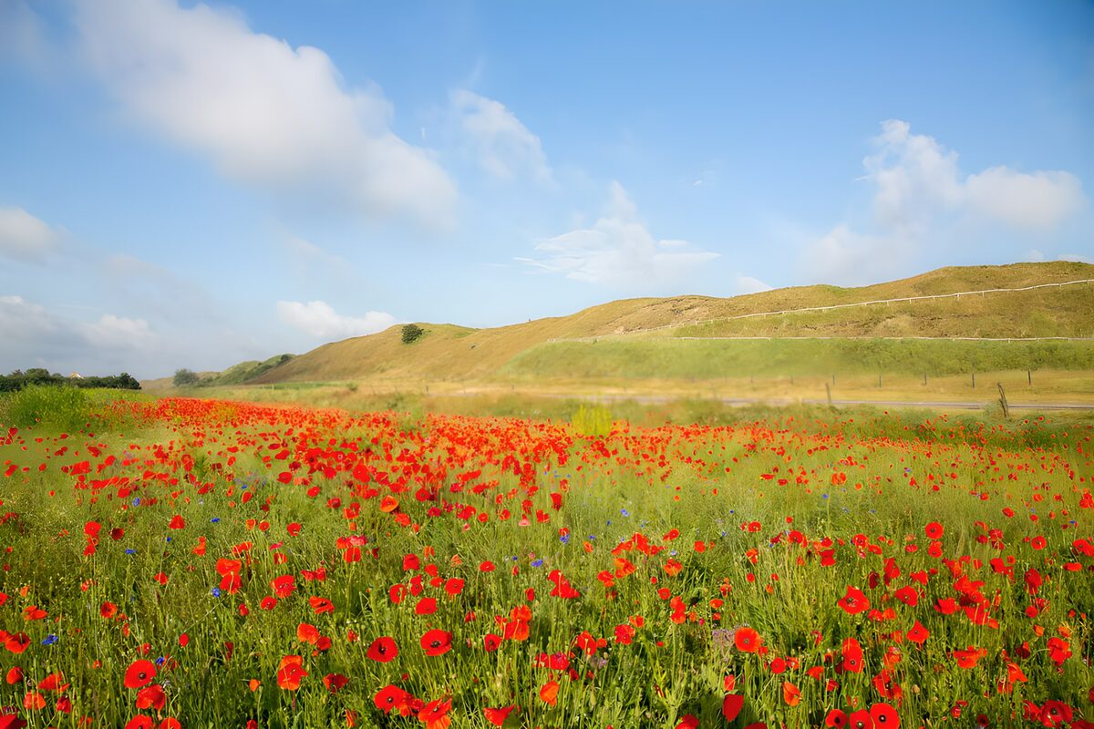 Een rode bloemenzee aan de heuvelvoet