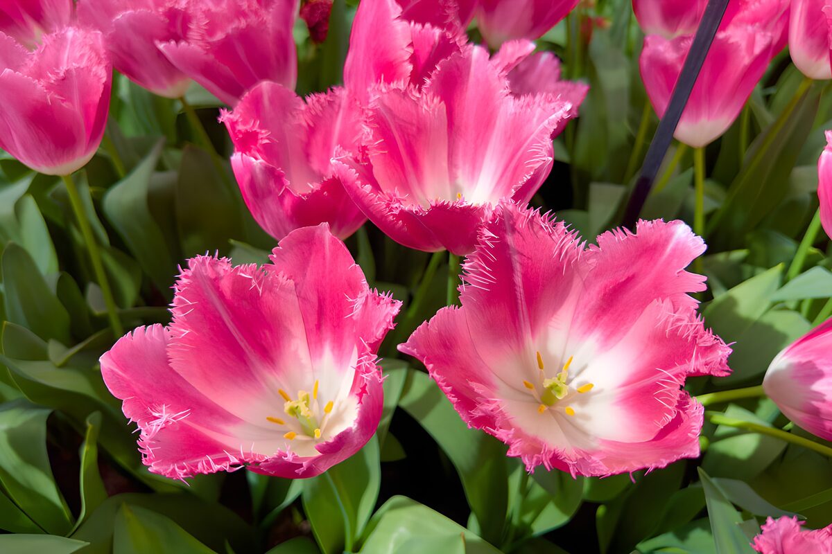 Roze tulpen met rafelranden