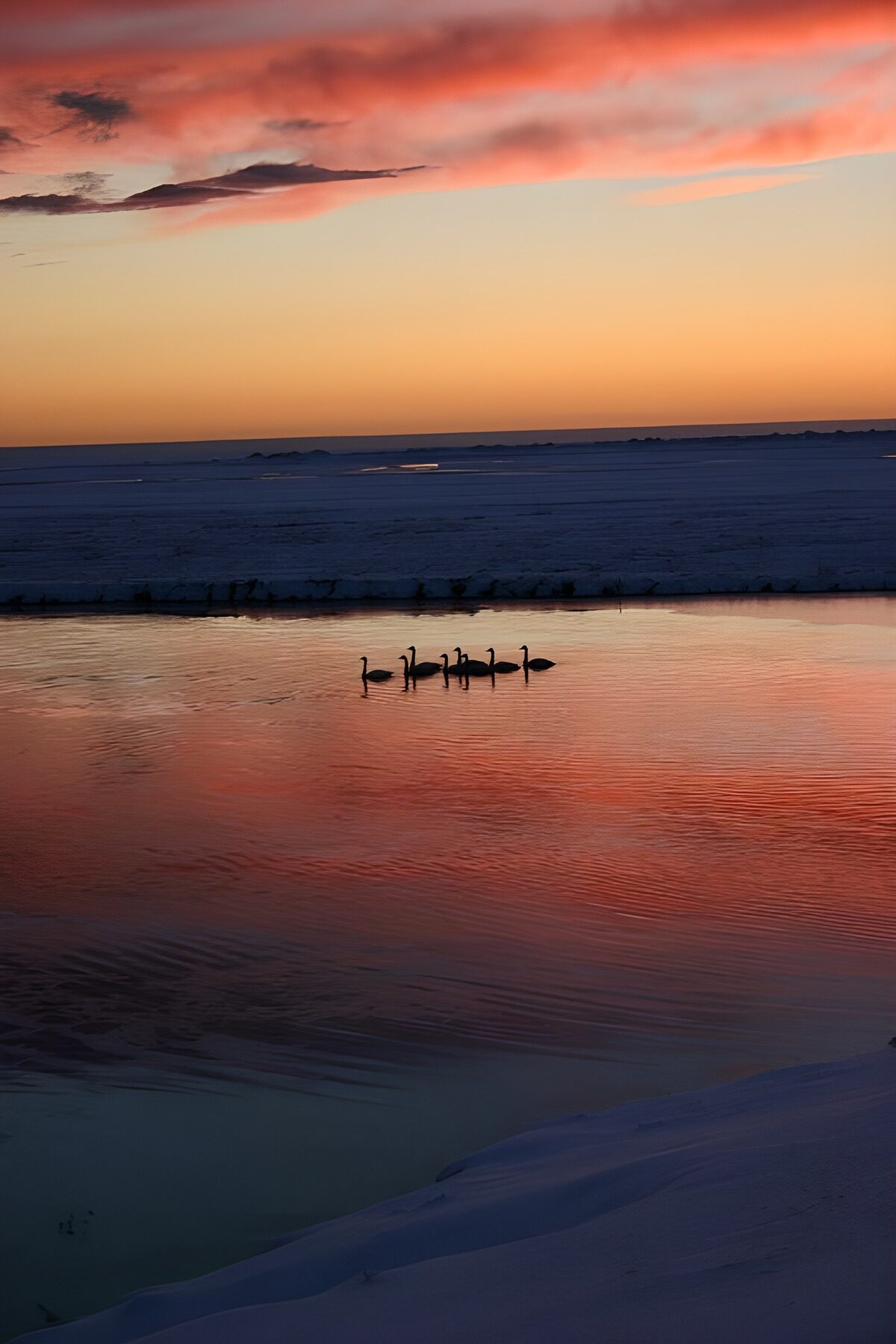 Zwanen in een winters avondlicht