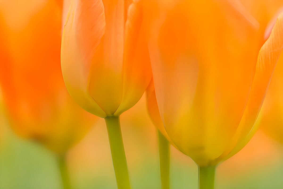 Oranjegele tulpen in close-up