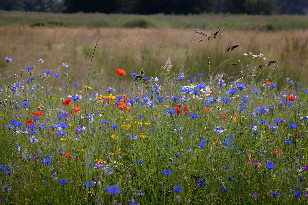 Zomerweide met korenbloemen en klaprozen