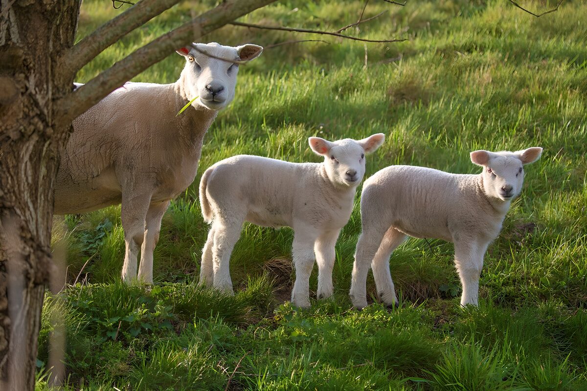 Ooi met twee lammetjes in het gras