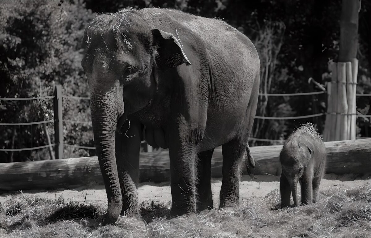 Grote olifant en kalf in zwart-wit