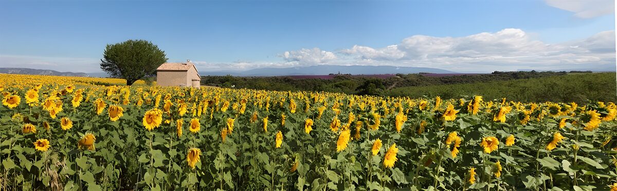 Zonnebloemenveld met schuur en boom