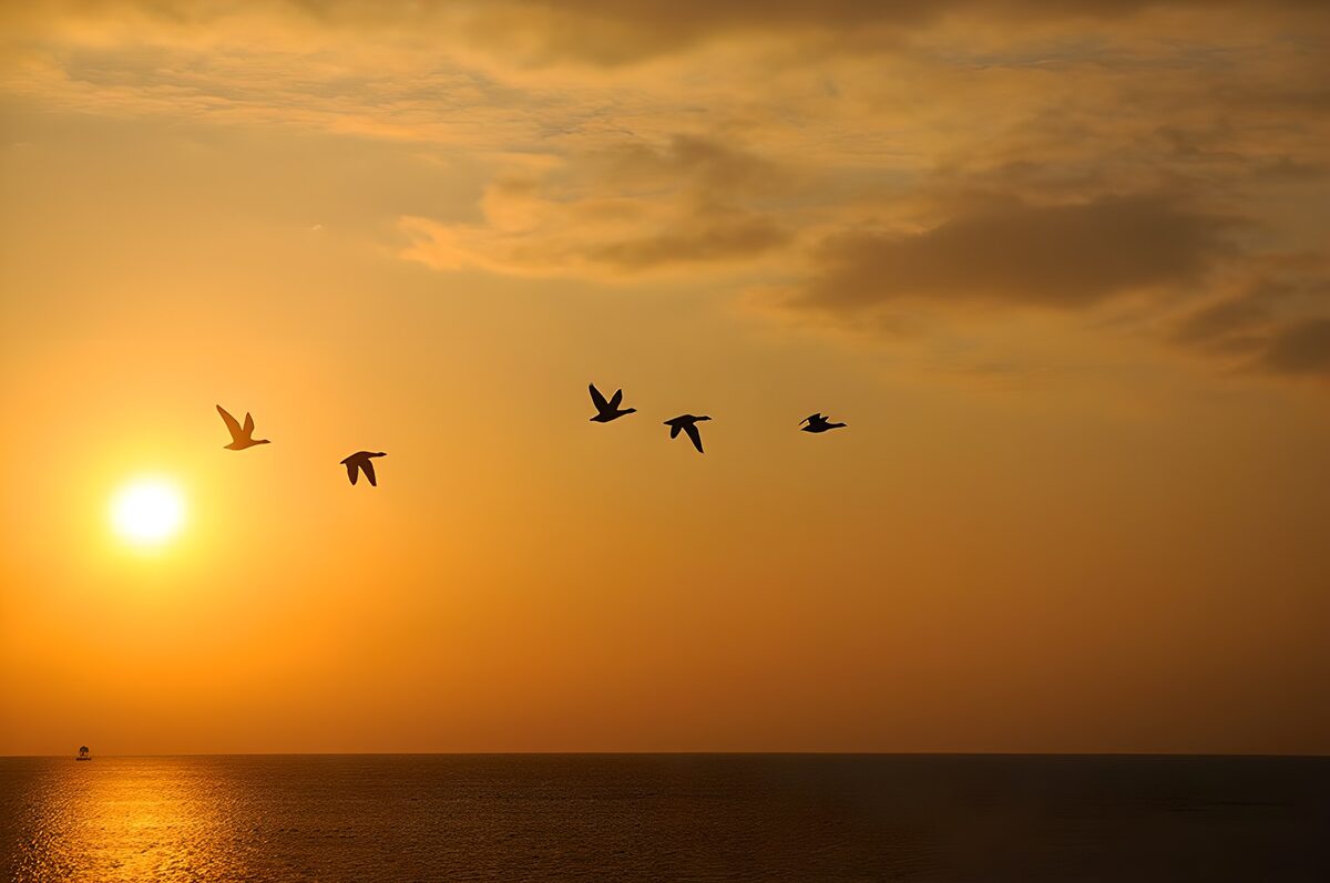 Vijf vogels boven zee bij zonsondergang