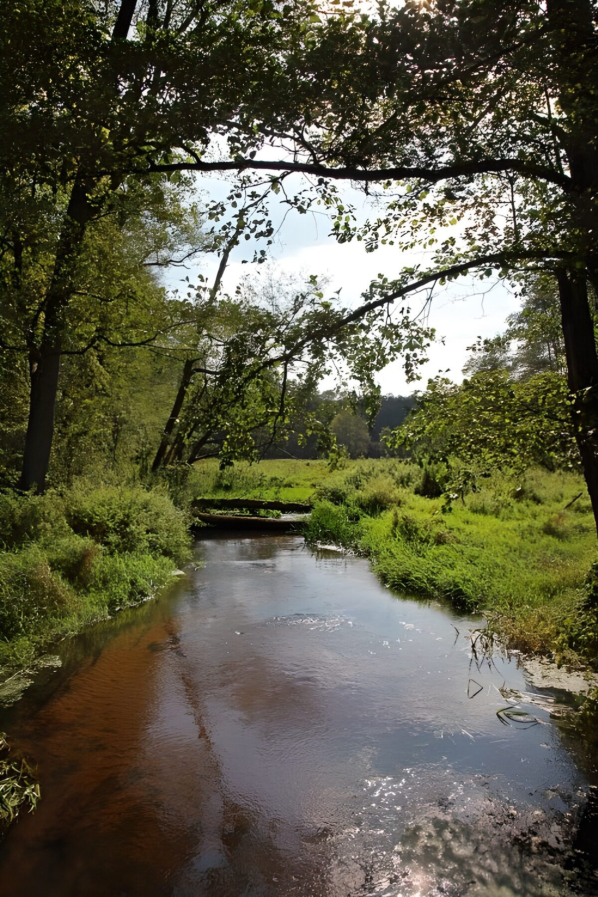 Beek tussen bomen en groene oevers