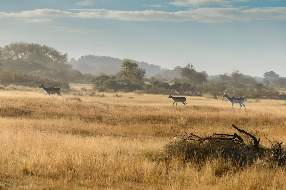 Drie herten in goudgeel gras