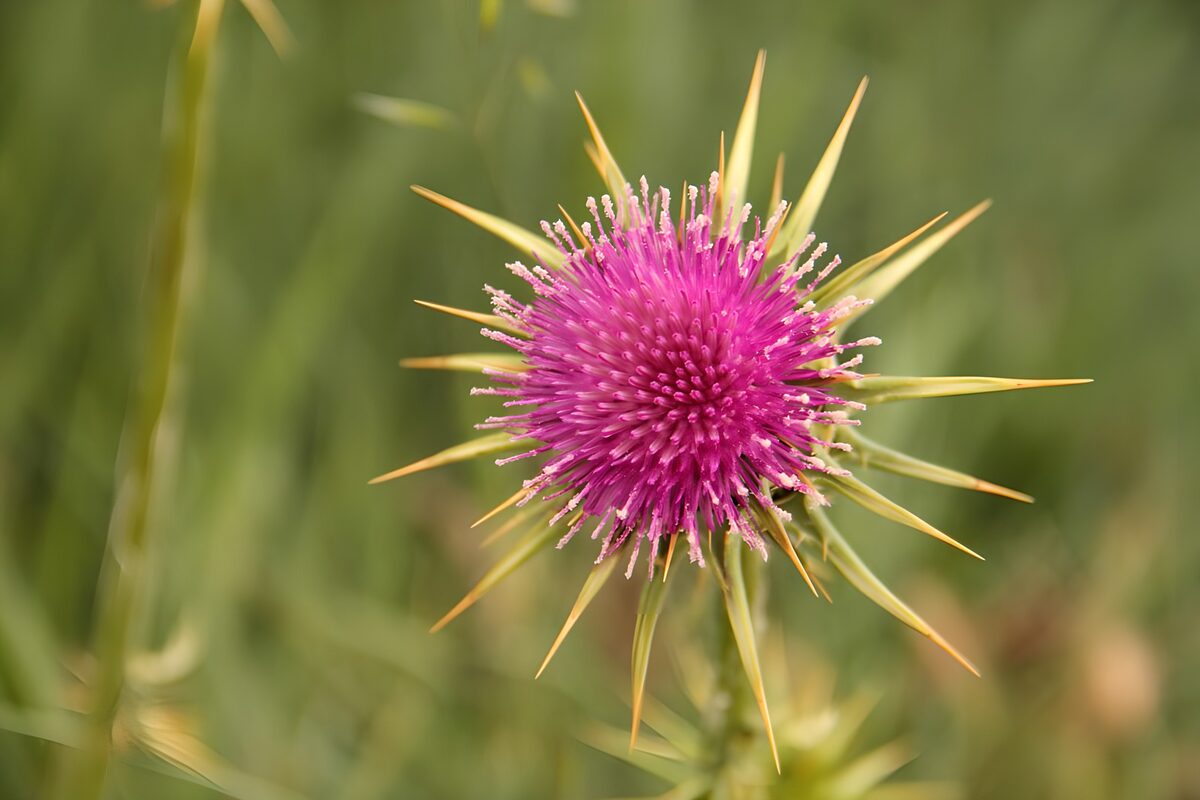 Paarse distel met lange stekels