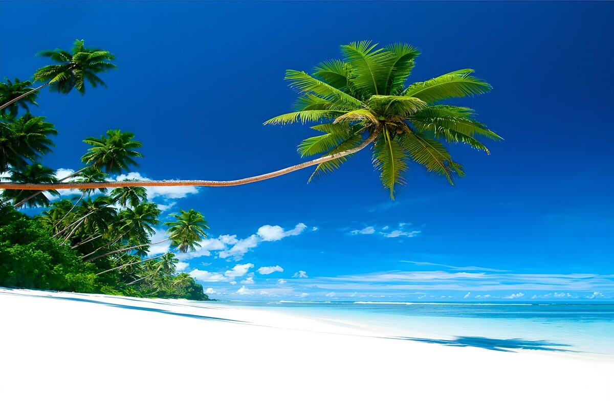 Wit strand met een overhangende palm