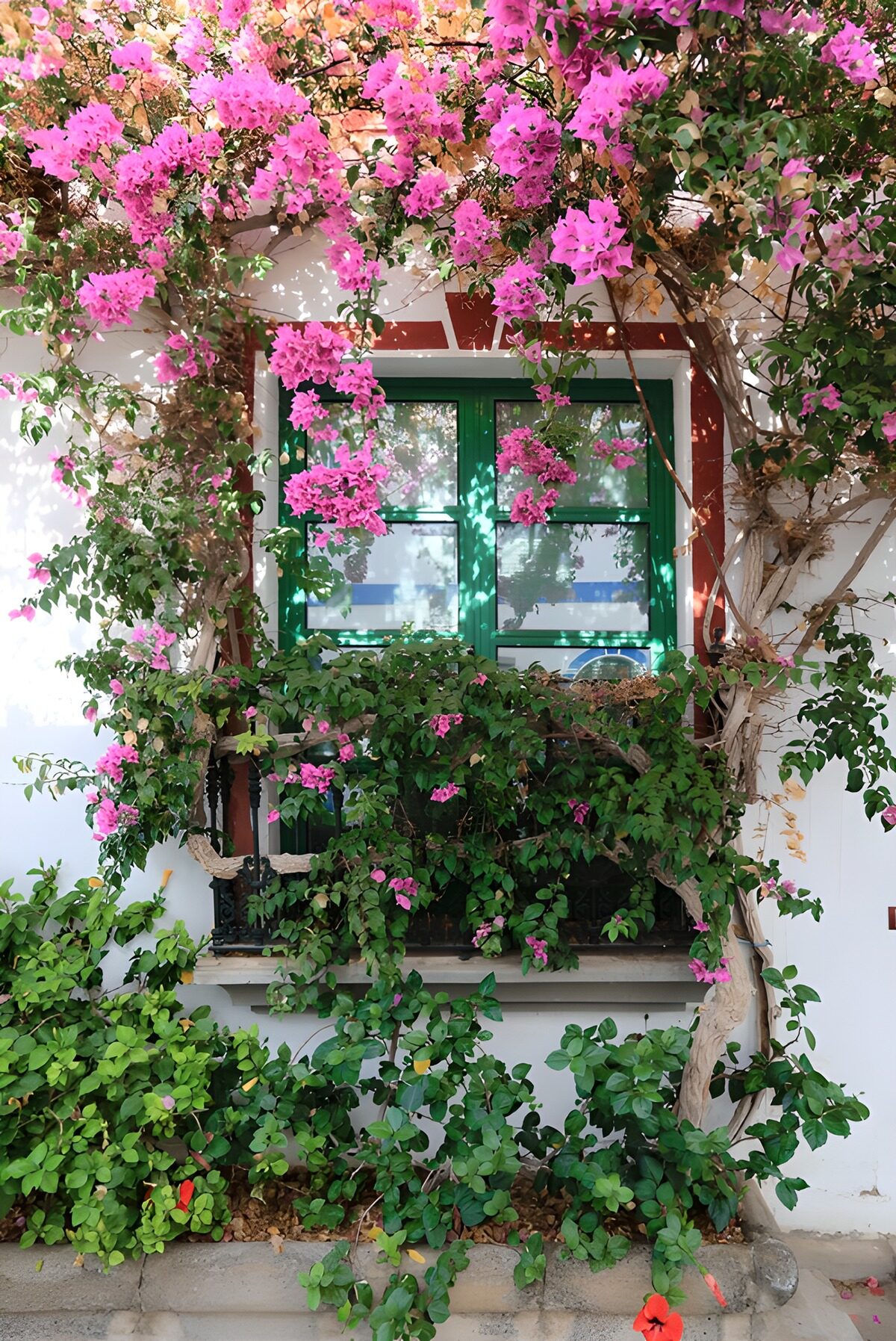 Roze bougainvillea rond een groen raam