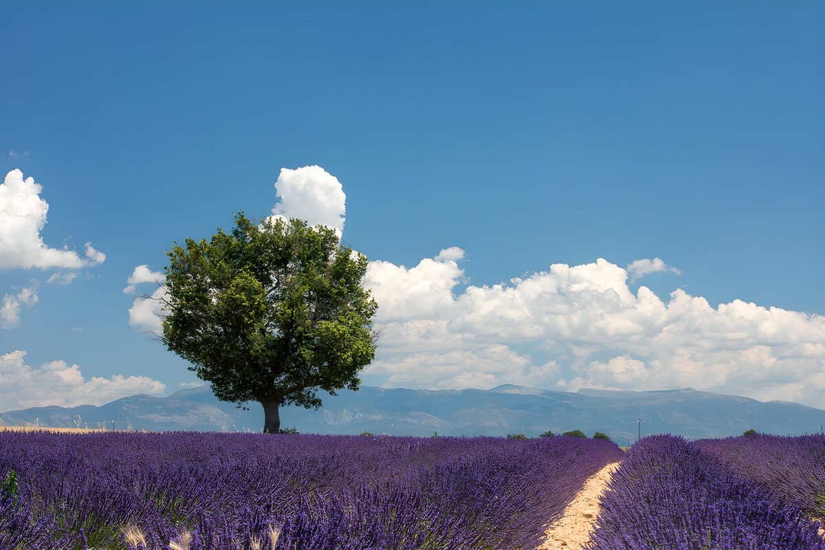 Zomers lavendelveld met een solitaire boom
