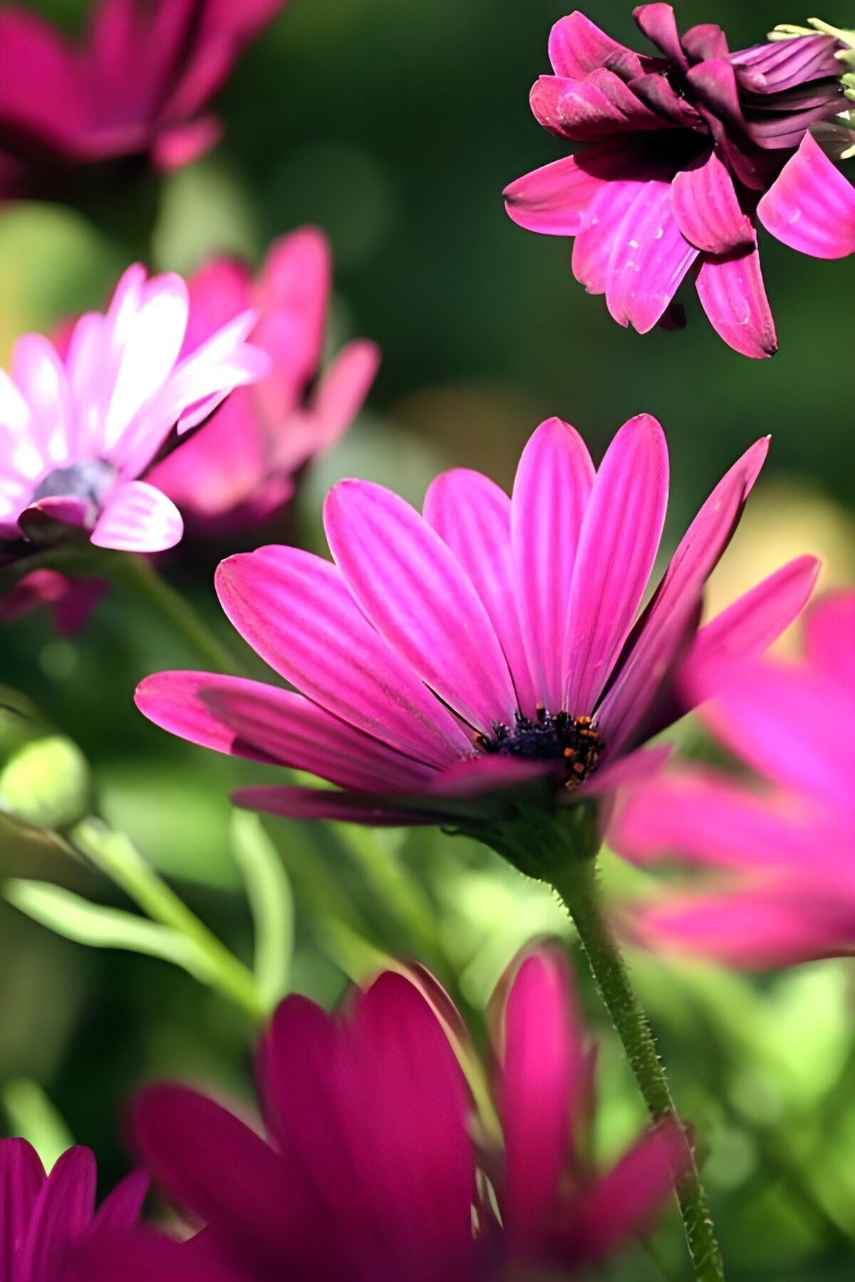 Roze bloemen tegen een groene achtergrond