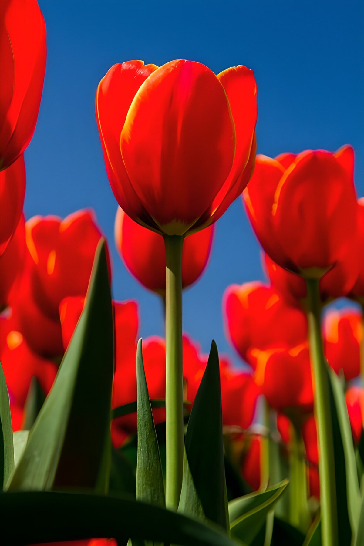 Rode tulpen tegen een blauwe lucht