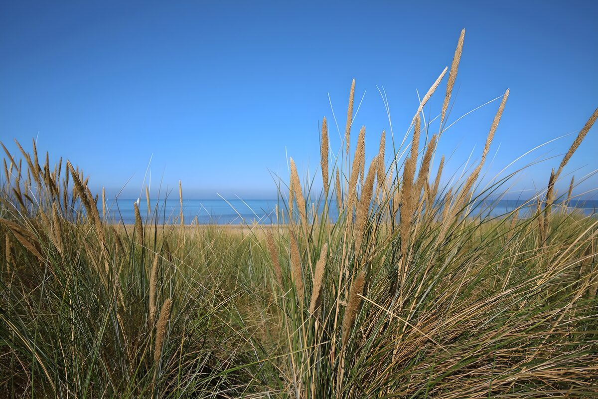 Duingras onder een blauwe lucht