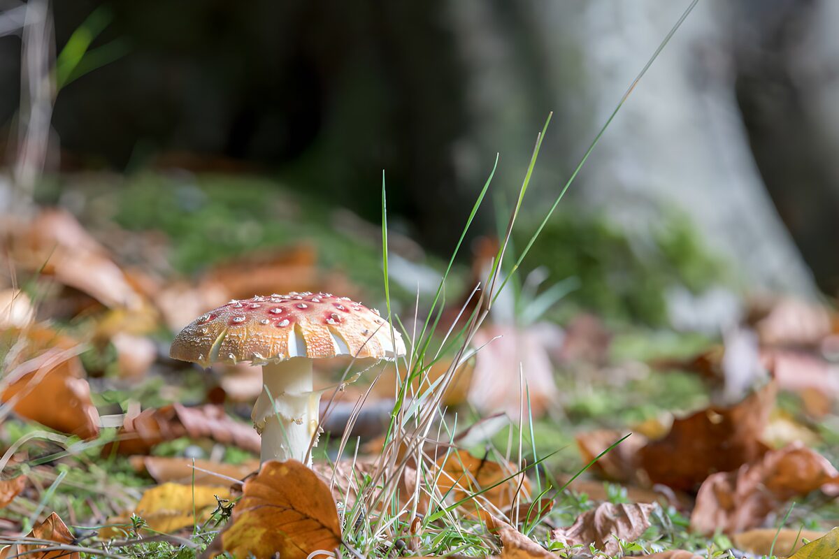Vliegenzwam in het zachte herfstlicht