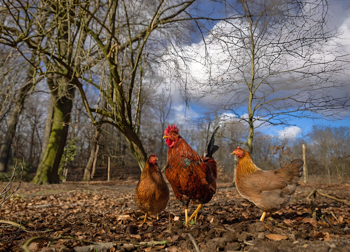 Roodbruine haan met twee hennen