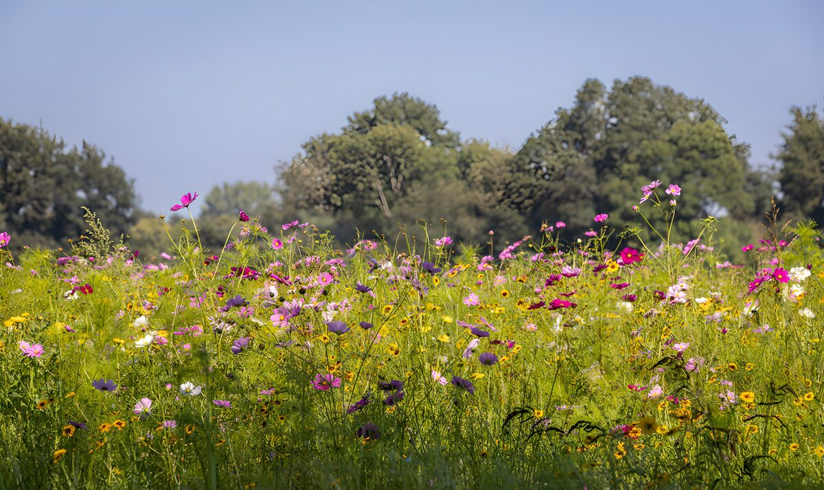 Zomerse bloemenweide met roze cosmea