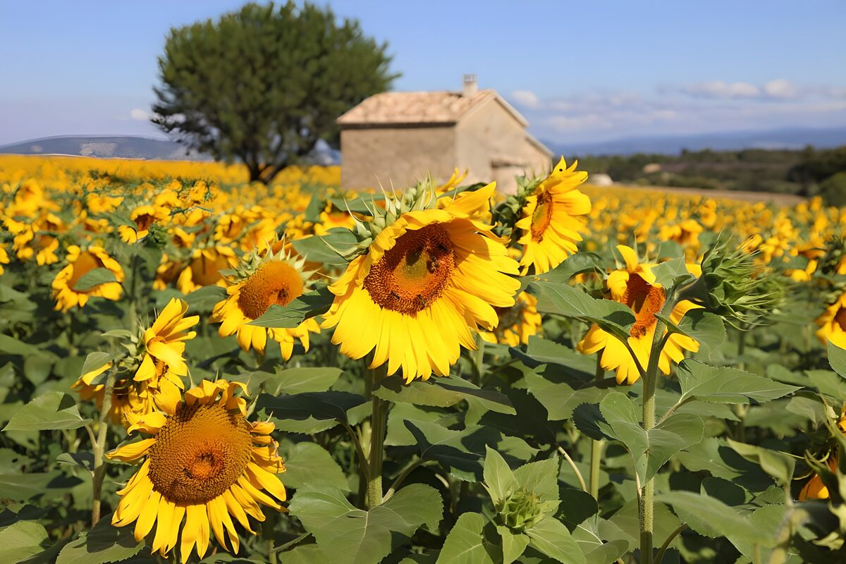 Zomers zonnebloemenveld met landelijk huis